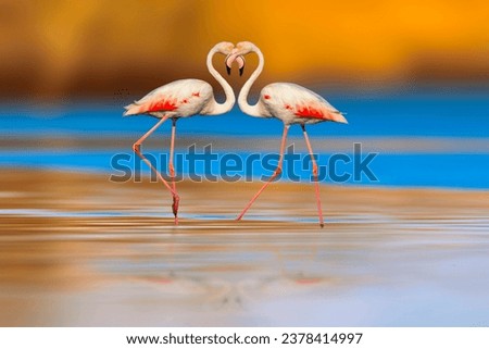 Flamingos joined together to form a heart sign. Nature background.