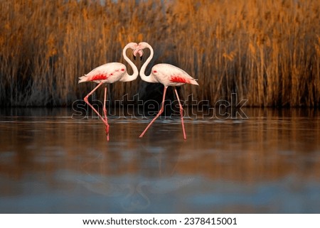 Flamingos joined together to form a heart sign. Nature background.