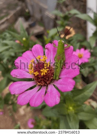 The grasshopper is resting on the flower