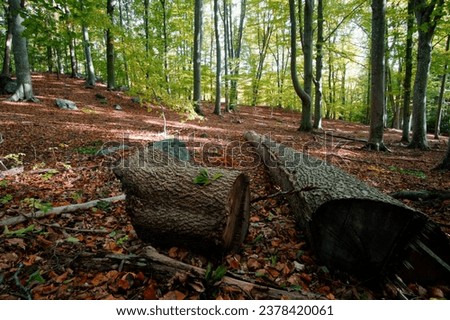                                Wooden path through a forest