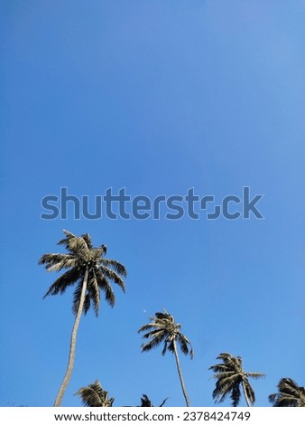 Aesthetic image with deep meaning
The coconut tree was mostly used for summer times to get coconuts and coconwater 
The above image was mostly liked by teens 
The pic was used for stock wallpapers.
