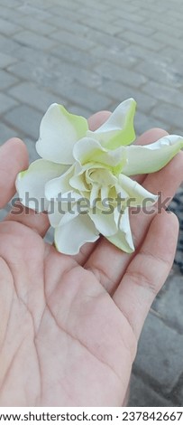 Gardenia jasminoides flower in indonesian language is kacapiring