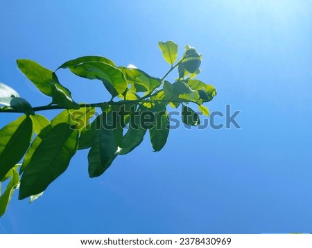 The background picture is the sky late one day and there is a branch with only green leaves in the left corner of the picture.