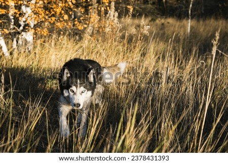 Husky dog with multi-colored eyes in the autumn forest. High quality photo Royalty-Free Stock Photo #2378431393