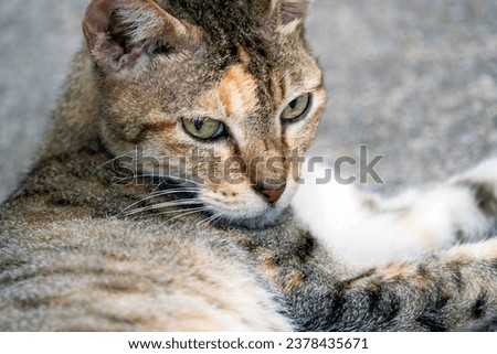 stray cat in Singapore staring into camera