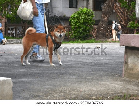 Canis lupus familiaris(Shiba Inu) walking with its owner