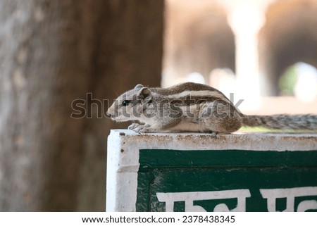 Indian palm squirrel on top of post