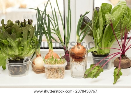 Growing green onion in glass with water and various edible greens, lettuce leaves at home on windowsill Royalty-Free Stock Photo #2378438767