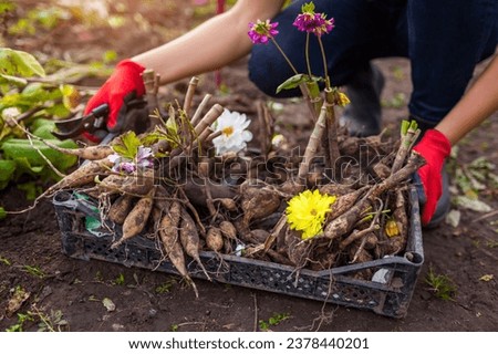 Close up of dahlia tubers in crate. Gardener dug up cut back plants to prepare bulbs for overwintering. Storing roots Royalty-Free Stock Photo #2378440201