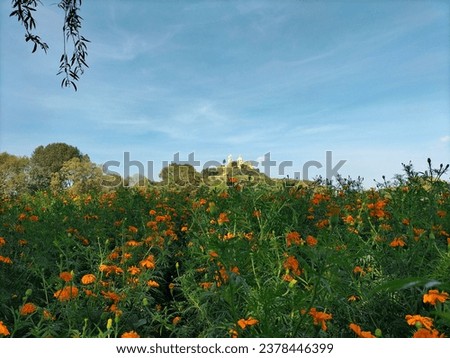 Photo of a field of orange cempasuchil flowers with the background of the pyramid of San Andrés Chilula, on a sunny day with blue sky and hot weather.
few clouds and trees in the background