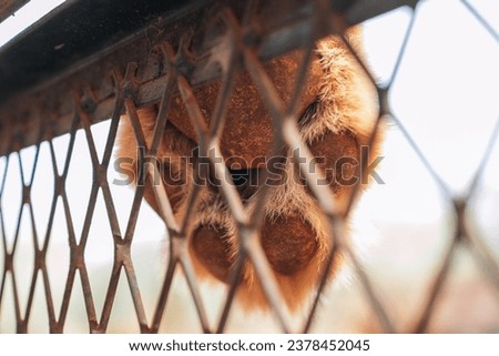 Big lion paw in Bandia Reserve in Senegal, Africa Royalty-Free Stock Photo #2378452045