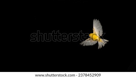 Yellow Canary, serinus canaria, Adult in flight against Black Background Royalty-Free Stock Photo #2378452909