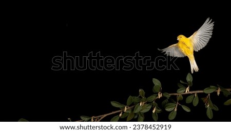 Yellow Canary, serinus canaria, Adult in flight against Black Background Royalty-Free Stock Photo #2378452919