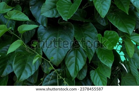 tropical leaves, abstract green leaf texture, nature background