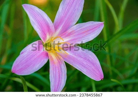 Rain lily (Zephyranthes Rosea) close up,delicate pink flower,selective focus