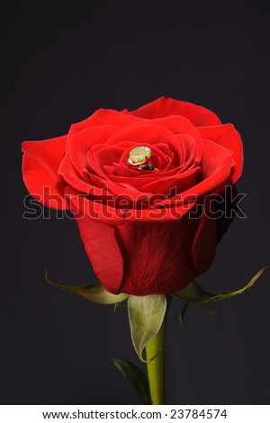 Ring in a red rose