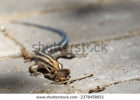 baboon spider hunted, killed and devoured by blue tailed or rainbow skink