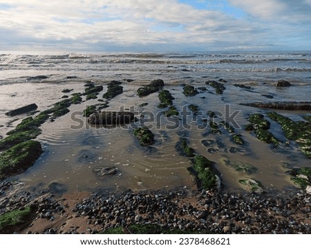 Seaweed rocks on the shore October 2023