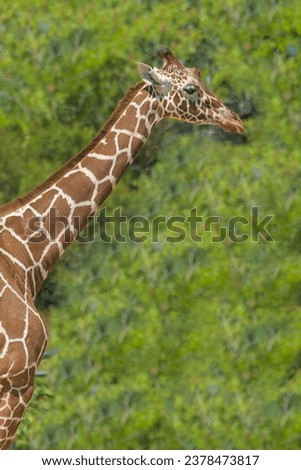 Head of a giraffe close-up on a background of green leaves. In the background are trees with beautiful bokeh. The concept of wild animals.