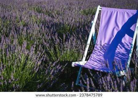 purple soft deck chair on a beautiful purple and white lavender field near Lviv, sunset, nature, place for writing