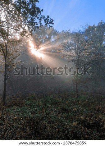 Amazing sun rays through fog in the forest, misty landscape in the morning