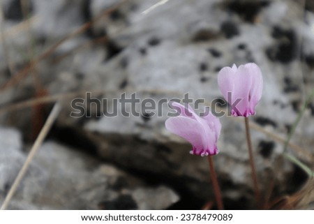 Cyclamen purple mountain flowers croatia
