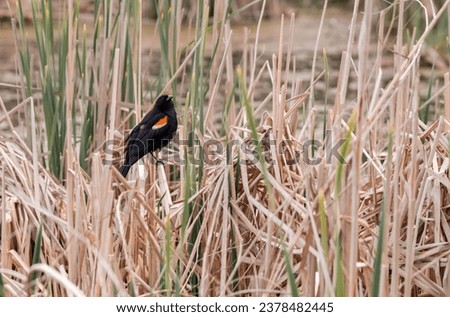 Autumn nature picture: Red-winged blackbird perching on a stem of dried grass. The red-winged blackbird breeds from central-eastern Alaska, Yukon, and Newfoundland in the north to northern Costa Rica