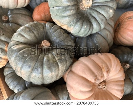 Green and tan fairytale pumpkins in a pile for sale
