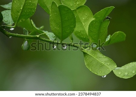 Easy on the eyes picture. Fresh herbal kaffir lime tree, fly and leaves after rain are very nice and fresh life when your looking very relaxing time.