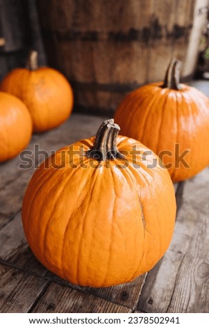 Pumpkin on wood. Orange round vegetable. Halloween background. Decorative organic warm color autumn colors. Fall season food.