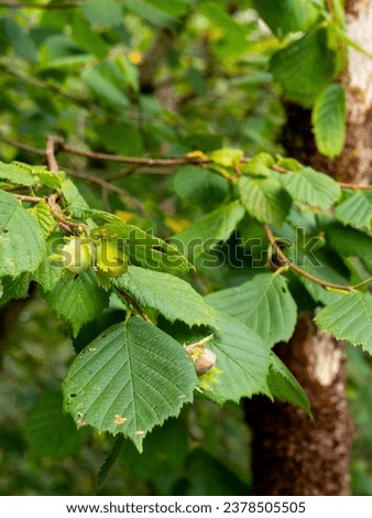 detail of hazelnuts hanging on a branch of a common hazel tree (Corylus avellana) with blurred background Royalty-Free Stock Photo #2378505505