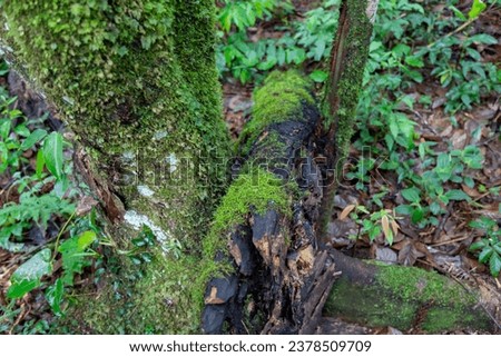 Tropical biodiversity photography, wild mushrooms, moss, rainforest