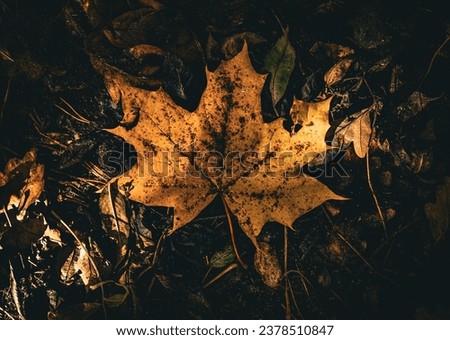 beautiful autumn picture.  The first leaves begin to turn brown and fall