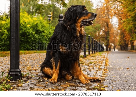 male black and gold Hovie posing in a sitting position at the sidewalk