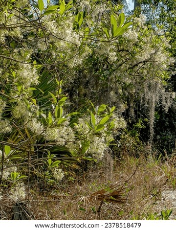 A fringe tree with many frilly blossoms grows along a trail in Little Manatee River State Park in Florida. Fringe tree. Chionanthus virginicus, is native to the central and eastern United States. 