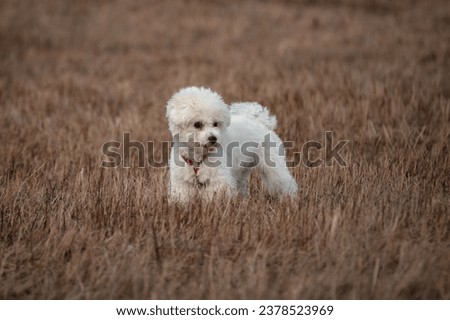Bichon Frisé close up portrait. Dog is in the field looking into the distance. Autumn. Fall season.