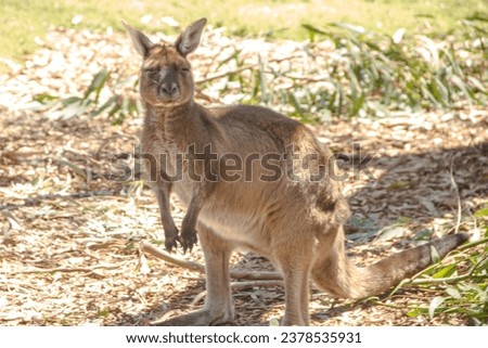 Kangaroo, Zoo, Wildlife, Australia, Marsupial