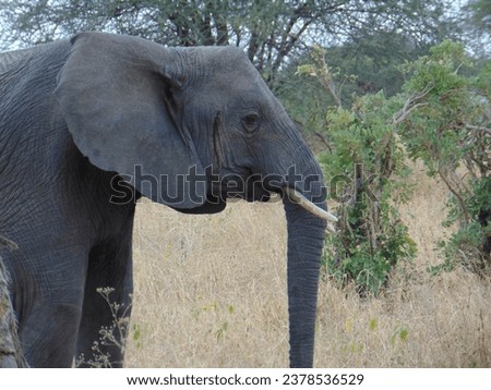 Savanna Elephant Landscape Picture of Head and Trunk