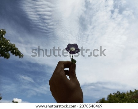 creative art Bright purple flowers and a blue sky like sea with ripples of beautiful white clouds. The leaves of the bright green trees are dampened by the water droplets that fall on them. Refreshing