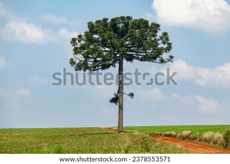 Detail of the upper part of Araucaria angustifolia (Brazilian pine), which produces pine nuts. Royalty-Free Stock Photo #2378553571
