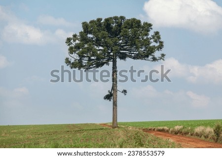 Detail of the upper part of Araucaria angustifolia (Brazilian pine), which produces pine nuts. Royalty-Free Stock Photo #2378553579