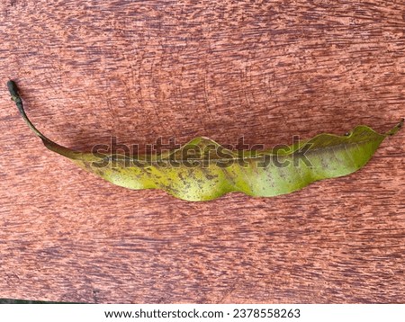 a leaf on a wooden board background