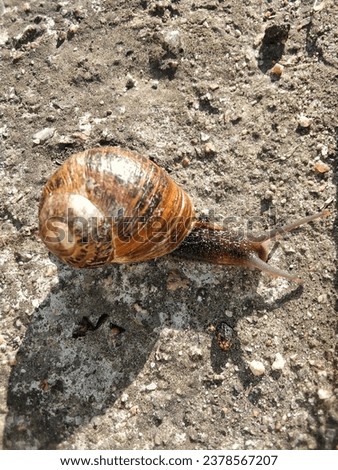 Snail on a Stone in a Picture