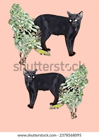 Northern Thai black cat breed (Ancient Thai people believed that Black cats are cats that protect from danger from ghosts and demons.) Royalty-Free Stock Photo #2378568095
