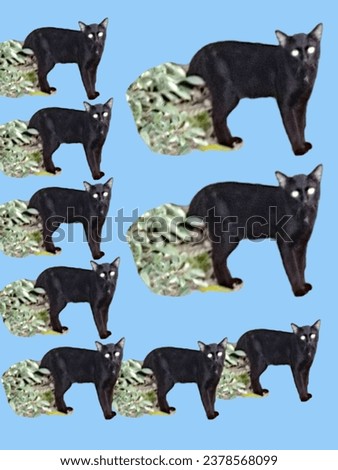 Northern Thai black cat breed (Ancient Thai people believed that Black cats are cats that protect from danger from ghosts and demons.) Royalty-Free Stock Photo #2378568099