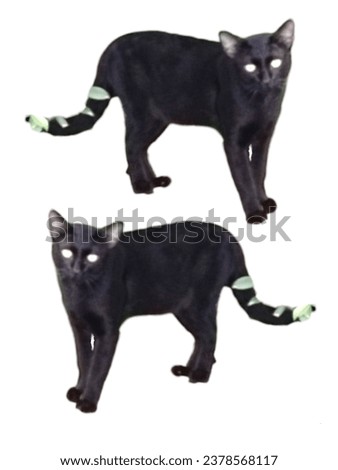 Northern Thai black cat breed (Ancient Thai people believed that Black cats are cats that protect from danger from ghosts and demons.) Royalty-Free Stock Photo #2378568117