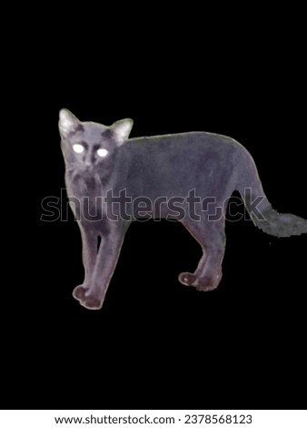 Northern Thai black cat breed (Ancient Thai people believed that Black cats are cats that protect from danger from ghosts and demons.) Royalty-Free Stock Photo #2378568123