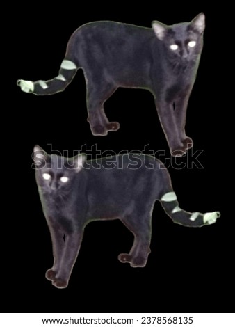 Northern Thai black cat breed (Ancient Thai people believed that Black cats are cats that protect from danger from ghosts and demons.) Royalty-Free Stock Photo #2378568135