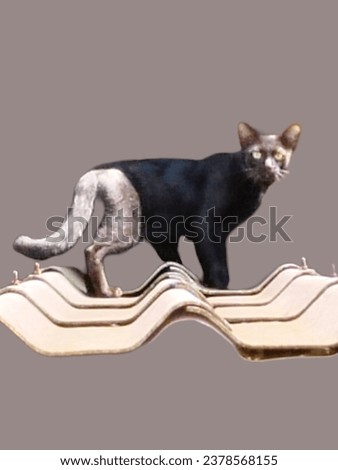 Northern Thai black cat breed (Ancient Thai people believed that Black cats are cats that protect from danger from ghosts and demons.) Royalty-Free Stock Photo #2378568155