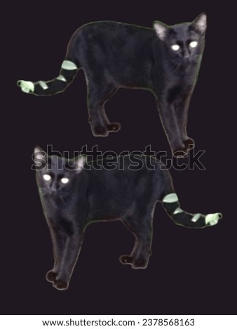 Northern Thai black cat breed (Ancient Thai people believed that Black cats are cats that protect from danger from ghosts and demons.) Royalty-Free Stock Photo #2378568163